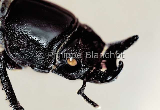 Nigidius bonneuili.JPG - Nigidius bonneuili (Portrait)LucaneStag beetleColeopteraLucanidaePhilippines